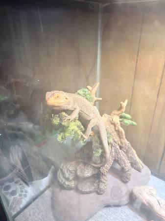 Bearded dragon and setup
