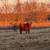 Simmental Bull - semen checked 2 thumbnail