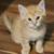Kittens 4 thumbnail