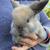 Bunnies 21 thumbnail
