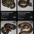Ball Pythons 2 thumbnail