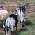 Alpine goat buck 4 thumbnail