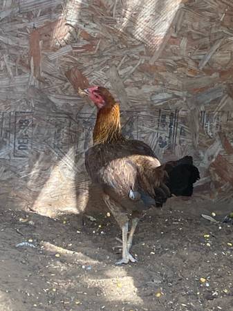 Gamefowl hen 1