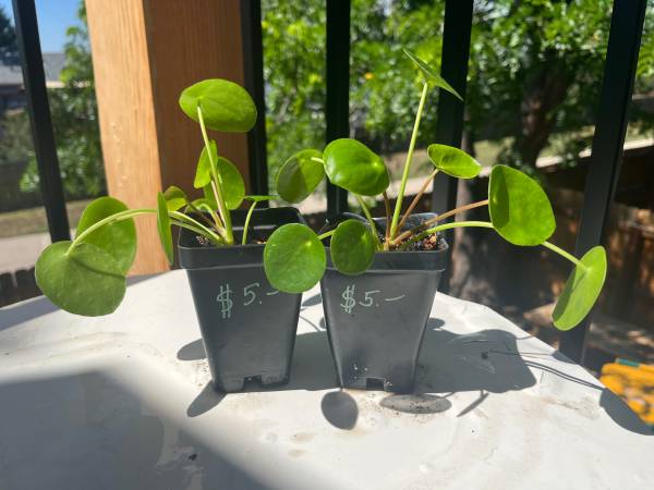 Pilea peperomioides houseplants 1