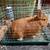 Custom Travel carrier small animal pet transport wire bottom 16x10x11 cage in Fa 21 thumbnail