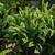 Sword Fern 9 thumbnail