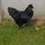 Roosters 2 thumbnail