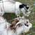 Nigerian dwarf billies (3) 2 thumbnail