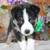 Australian Shepard/ Border Collie puppies 9 thumbnail