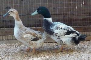Ducks ~ Mature Welsh Harlequin Drakes 1