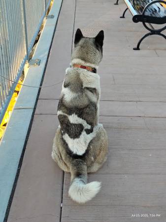 Reubicación de un Akita estadounidense (Brentwood / Oakley)