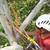 Tree Removal / Pruning / Stump Grinding / Arborist 1 thumbnail