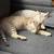 Kitten 6 thumbnail