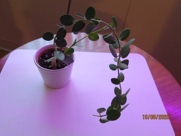 HOYA CUMMINGIANA 1