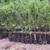 APPLE TREES 3 thumbnail