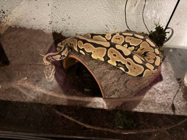 Female Leopard Ball Python (possible Enchi), 1