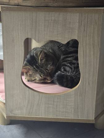 Cuddle buddy needs a home (Bronx)