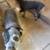 Australian cattle dog puppies 4 thumbnail