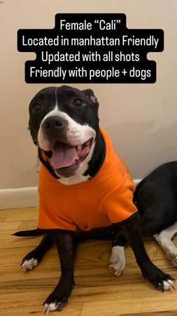 Mix American Pitbull Puppies (Manhattan)