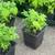 Indian Curryleaf and plumerias for sale in Rockport 2 thumbnail