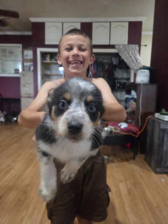 Cachorros de Texas Heeler5525864123472384010