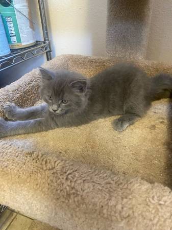 Rehoming two kitten (Escondido)63894715738626123