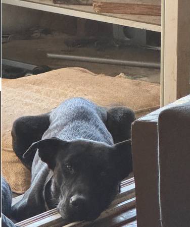 Lab and German Shepard mix (concord / pleasant hill / martinez)64165356960130122