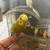 Parakeets 1 thumbnail