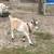 Wether Goat 1 thumbnail