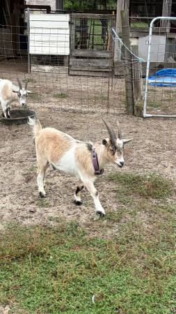 Wether Goat 1