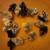 Quails, Fertilized Hatching Quail Eggs of multiple rare colors 2 thumbnail