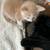 Rehoming Kittens 5 thumbnail