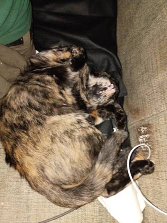 Missing tortoise shell cat Anderson Hill Rd 1