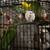 Canerry wingsd bee bee parrots 1 thumbnail