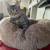 Kittens ,kit cats & cats 11 thumbnail