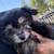 Teacup maltipoo 2 thumbnail