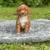 Toy Poodle 9 thumbnail