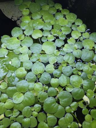 Floating aquarium plants (Allison Park)