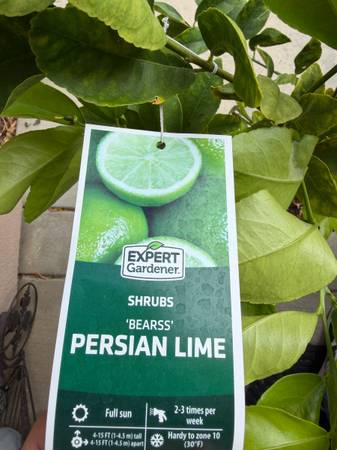 Persian Lime 🍋‍🟩 Tree 1
