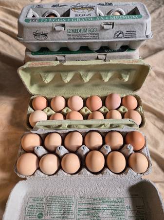 Large Eggs -free range- 1