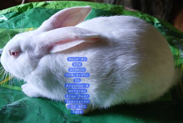 RABBITS-NEW ZEALAND/AMERICAN BLUE CROSS. - farm & garden - by