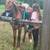 2 year old- mare 5 thumbnail