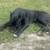 Cane Corso pup 2 thumbnail