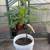 FIG TREES!!!! 5 thumbnail