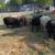 Awassi sheep fat tail rams 5 thumbnail