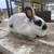 Rabbits for Sale 4 thumbnail