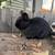Lop bunnies 3 thumbnail