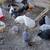 Chickens 1 thumbnail