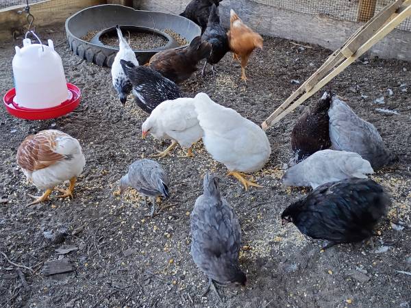 Chickens 1