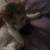 MISSING KITTEN 2 thumbnail